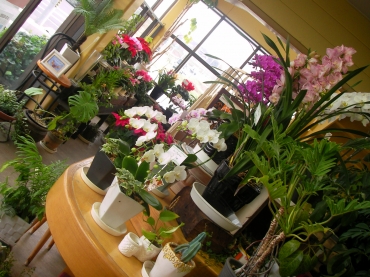 「サンフローラ」　（愛知県知多郡阿久比町）の花屋店舗写真3